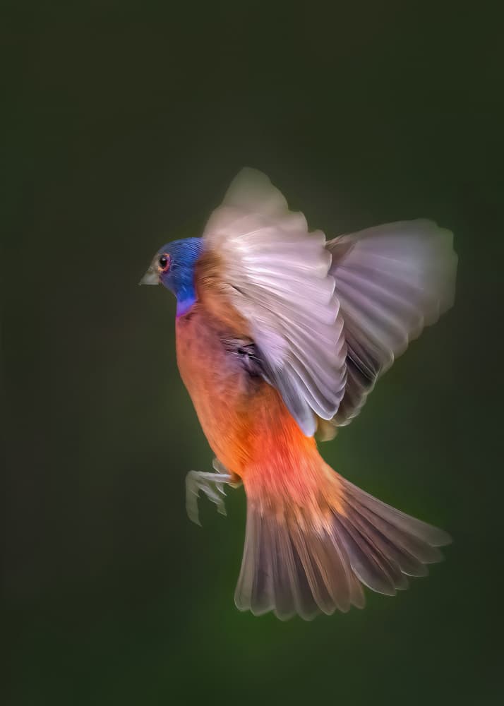 Vibrant Bird In Flight by Jianping Yang — canvas wall art