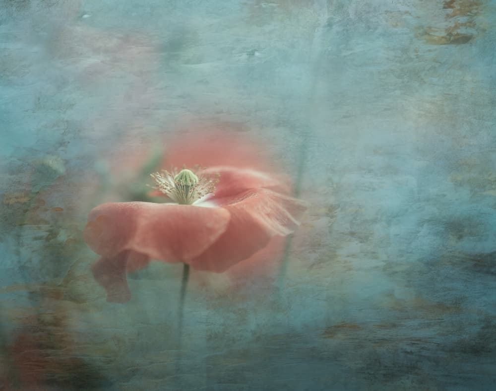 Ethereal Poppy Bloom by Judy Tseng — canvas wall art