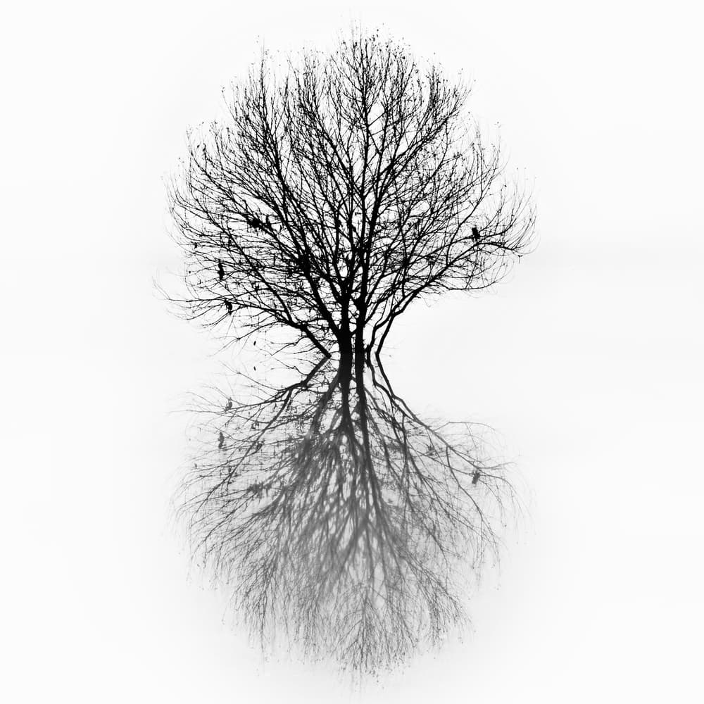 Stark Tree Reflection by Paulo Abrantes — canvas wall art