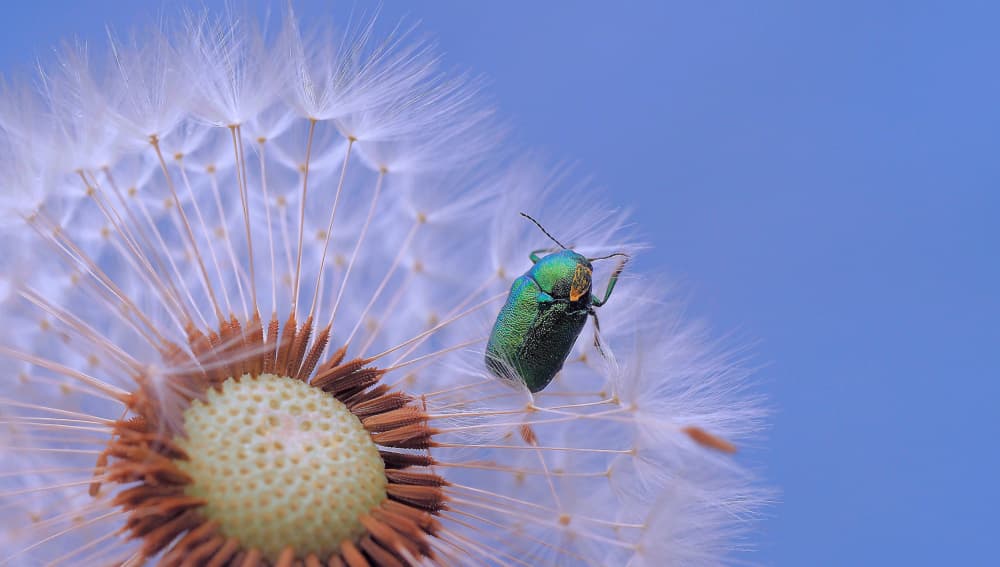 Vibrant Beetle on Dandelion by Thierry Dufour — canvas wall art
