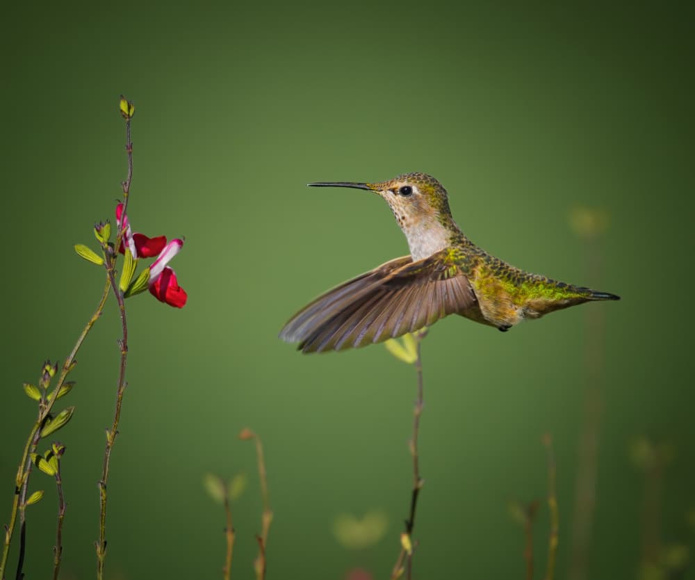 Hummingbird At Red Flower by Xiaojian Huang — canvas wall art