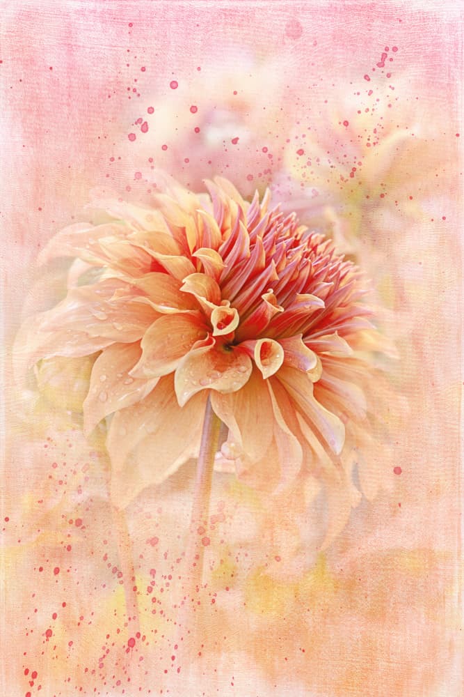 Dreamy Peach Dahlia by Jacky Parker — canvas wall art