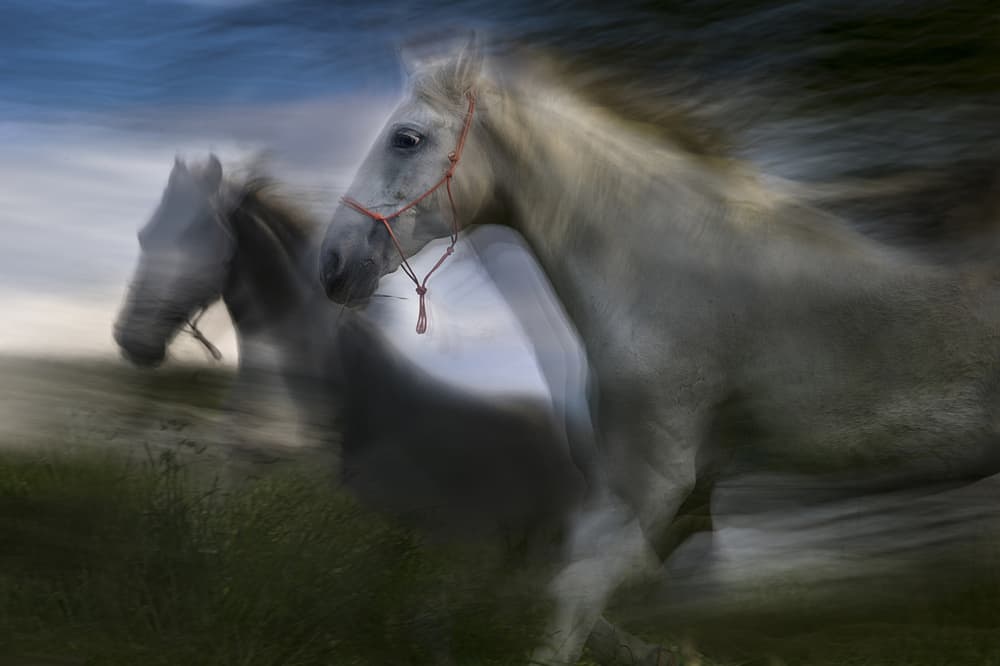 Dynamic Horse Run by Milan Malovrh — canvas wall art