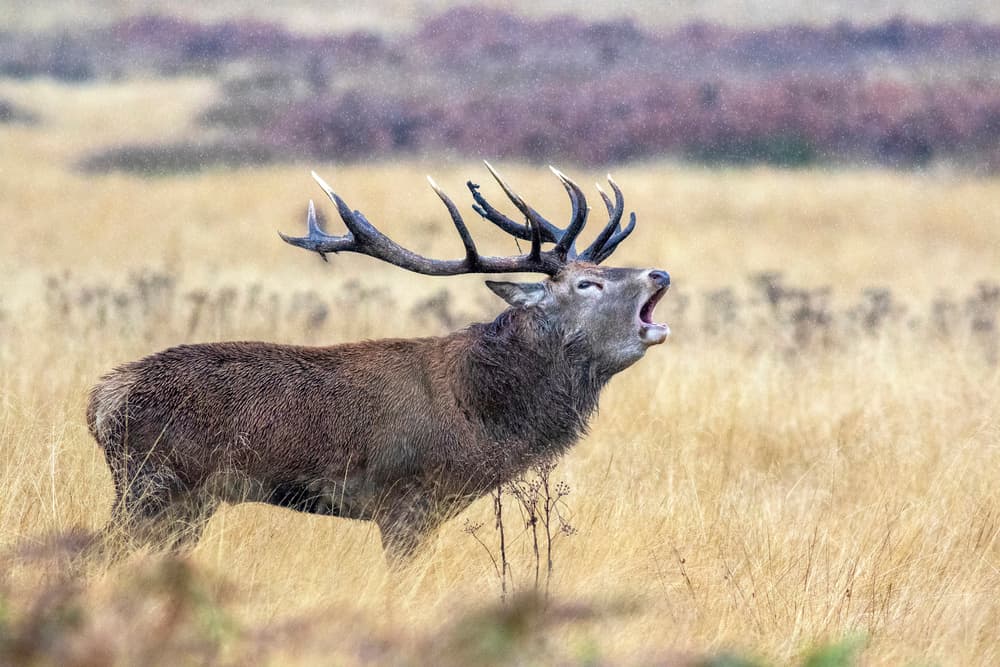 Powerful Stag Roaring by Marco Redaelli — canvas wall art