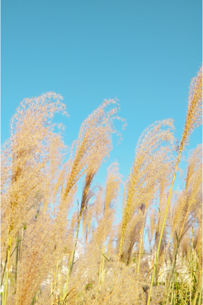 Pampas Grass Sunlight by Jemma Morris — canvas wall art