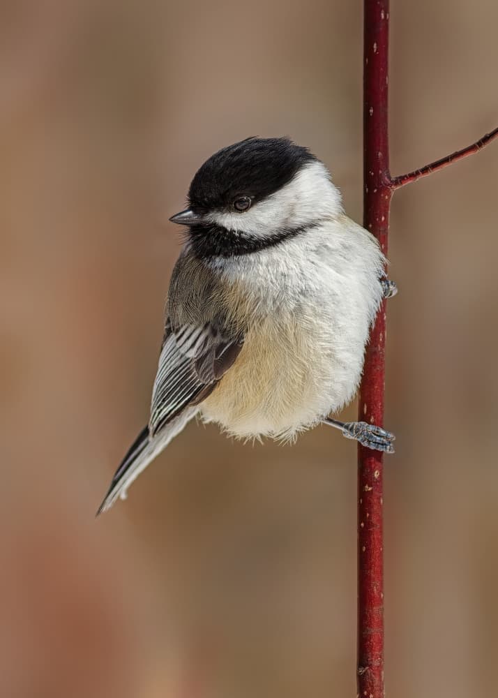 Winter Chickadee Perch by Lucie Gagnon — canvas wall art