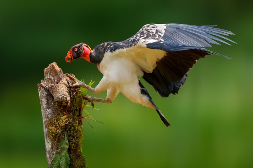 Tropical King Vulture Perched by Serena Duan — canvas wall art
