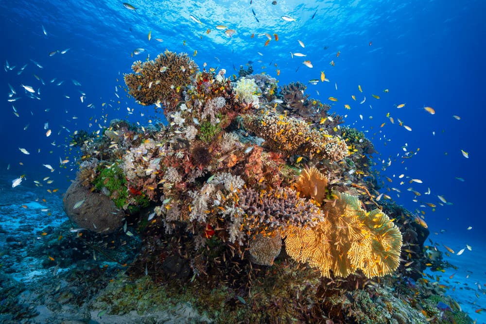 Lively Coral Reef by Barathieu Gabriel — canvas wall art
