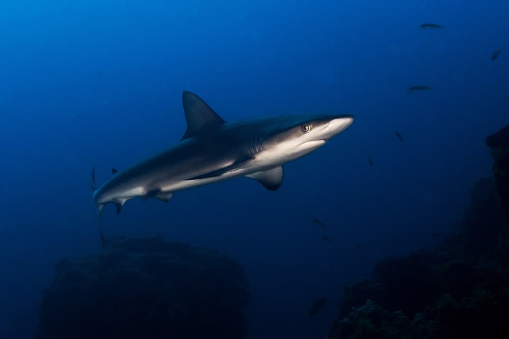 Deep Blue Shark by Ilan Ben Tov — canvas wall art