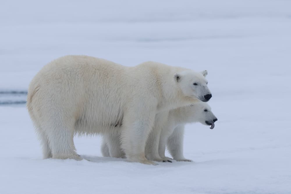 Mother Polar Bear and Cub by Manish Nagpal — canvas wall art