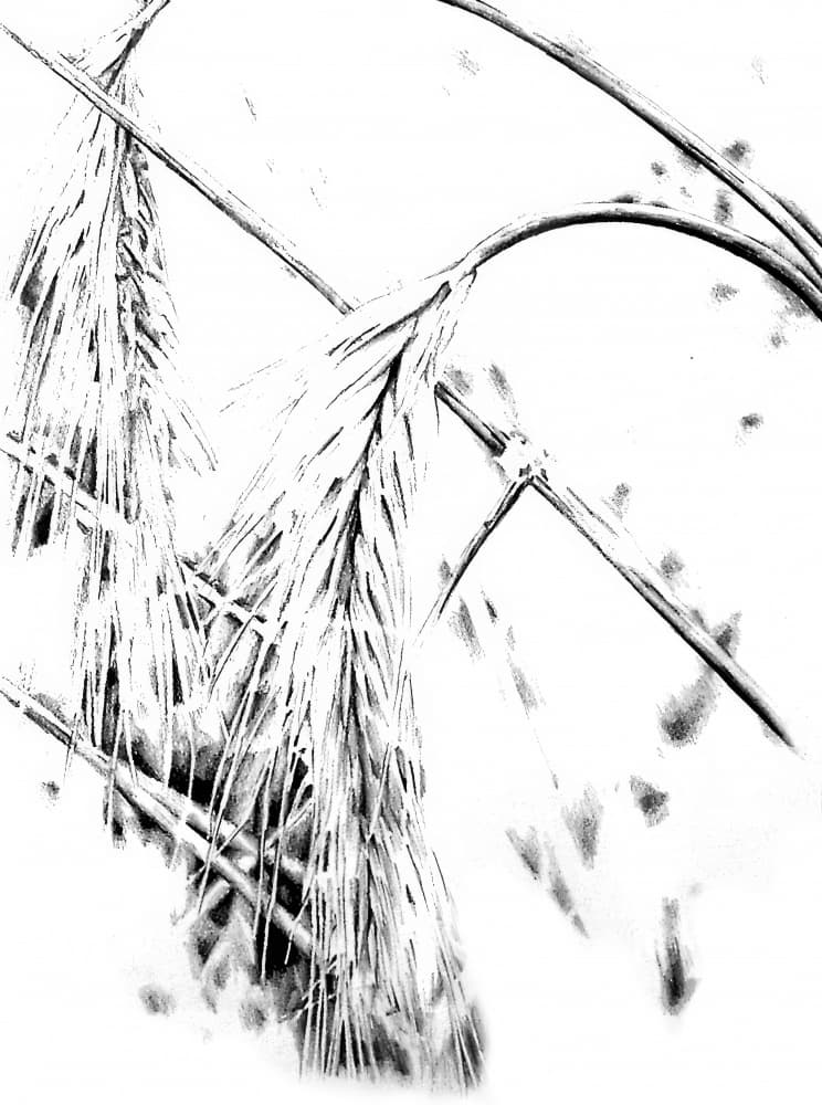 Graphic Grain Stalks by Kulik — canvas wall art