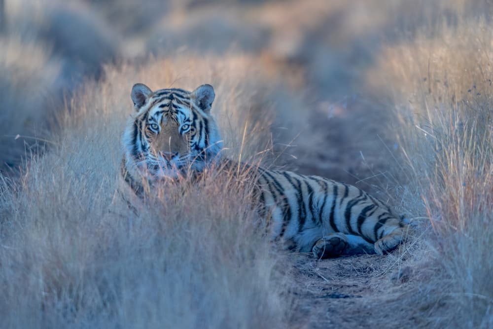 Tiger's Grassy Gaze by MIN LI — canvas wall art
