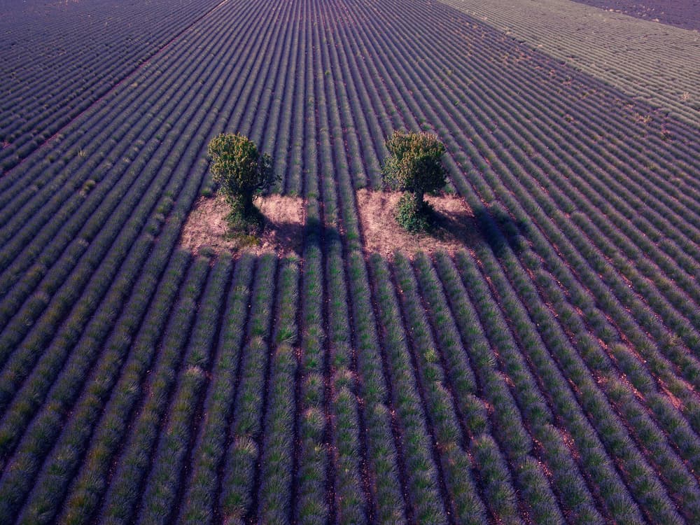 Lavender Rows and Trees by Jure Kravanja — canvas wall art