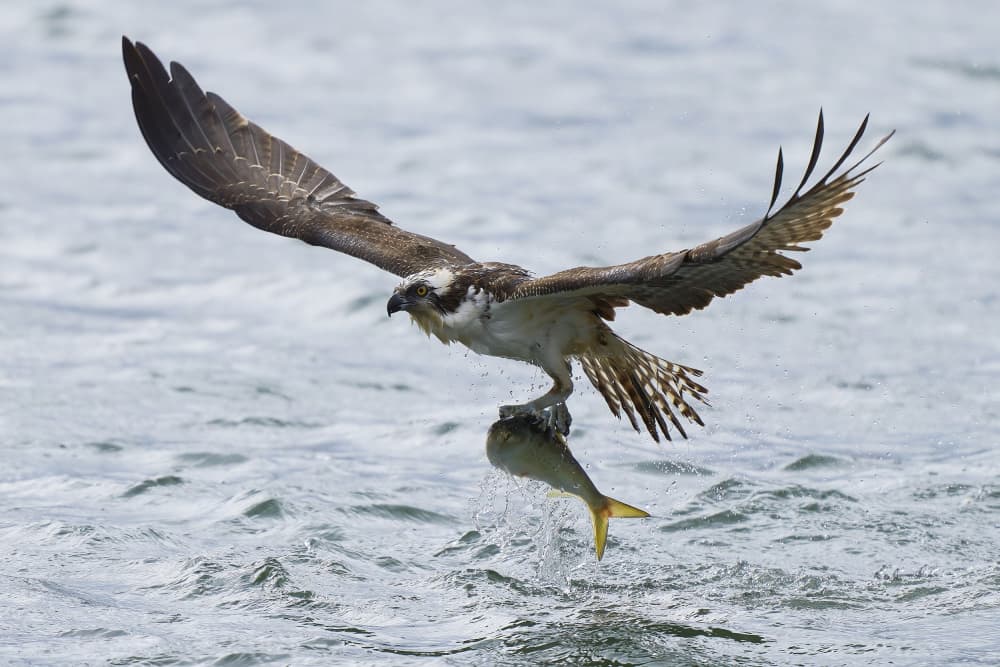 Fishing Osprey Takes Flight by Johnny Chen — canvas wall art