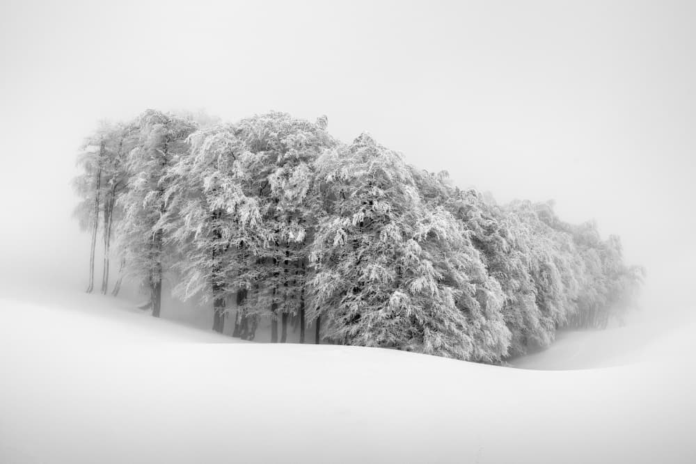 Winter Trees in Mist by Aleš Klabus — canvas wall art