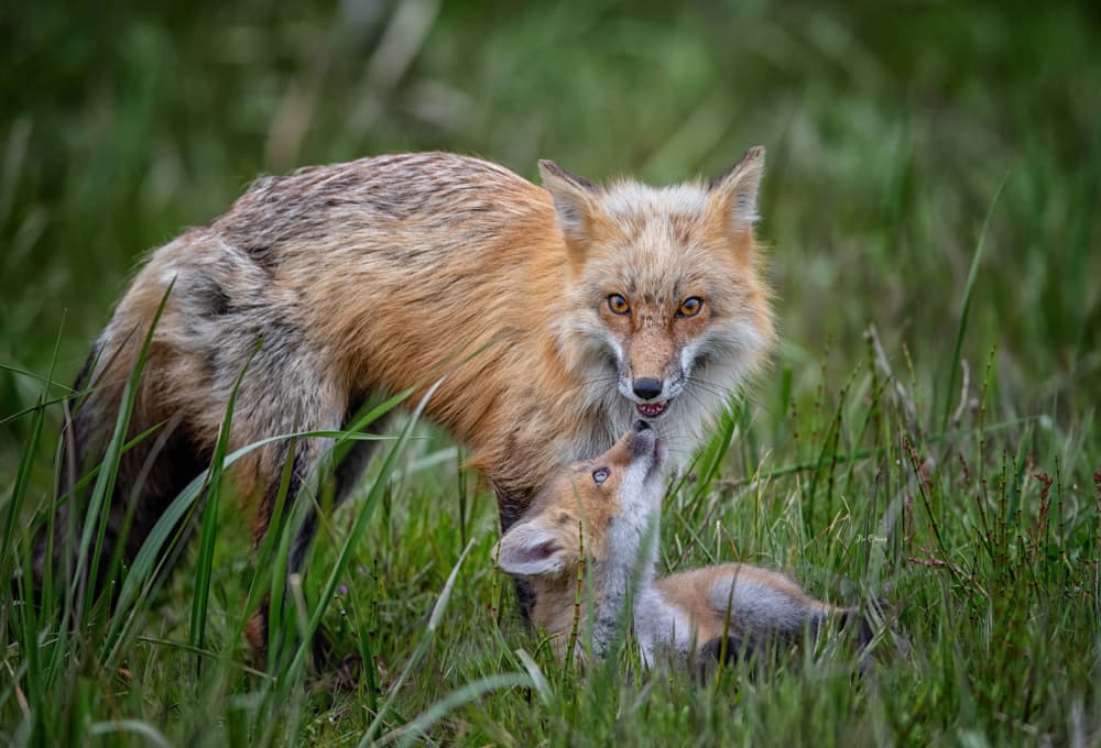 Red Fox Mother and Cub by Jie Cheng — canvas wall art