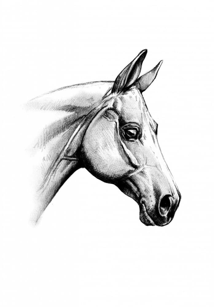 Majestic Horse Head by Kulik — canvas wall art
