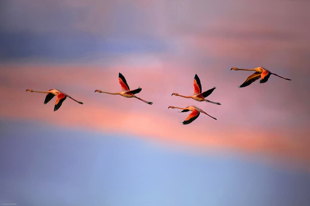 Pink Flamingos Sunset Flight by Xavier Ortega — canvas wall art
