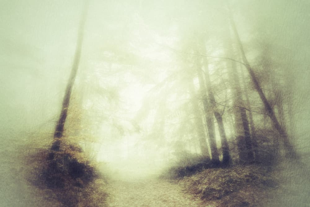 Misty Forest Path by Ludmila Shumilova — canvas wall art
