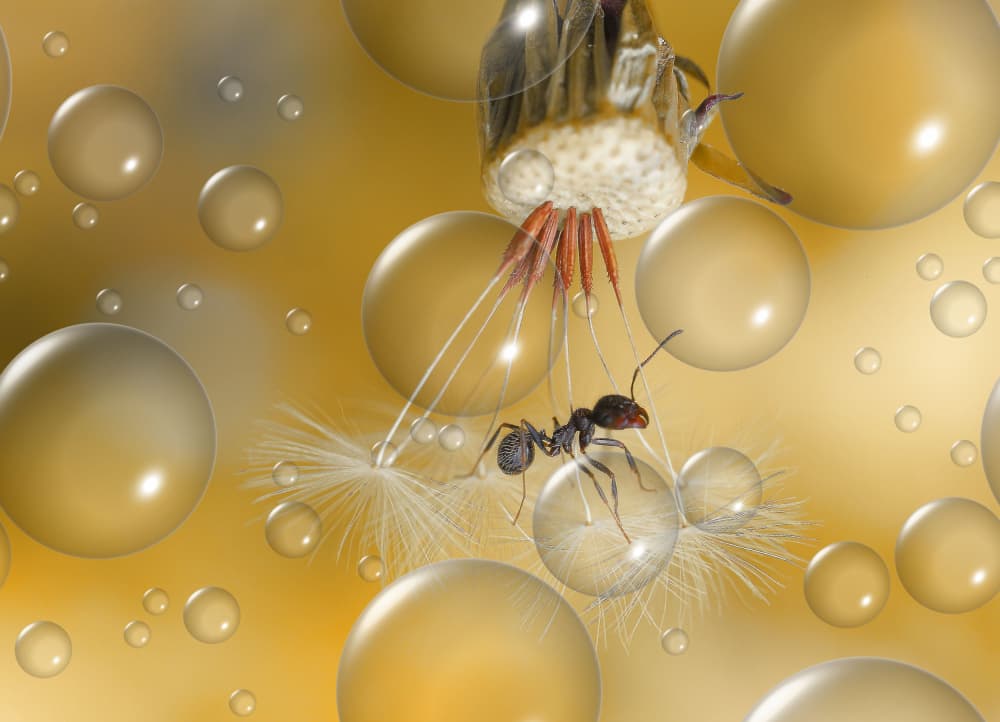 Ant's Golden Bubble by Thierry Dufour — canvas wall art