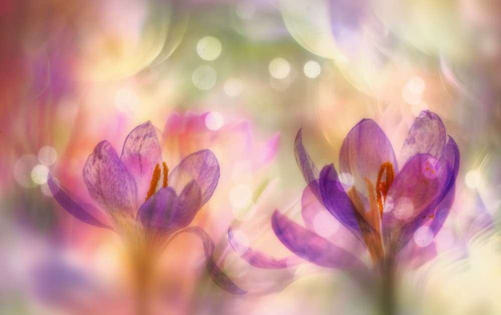 Dreamy Spring Crocus by Hilda van der Lee — canvas wall art
