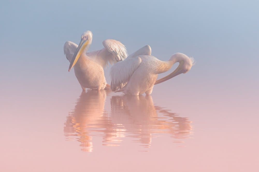 Pink Water Pelicans by Natalia Rublina — canvas wall art