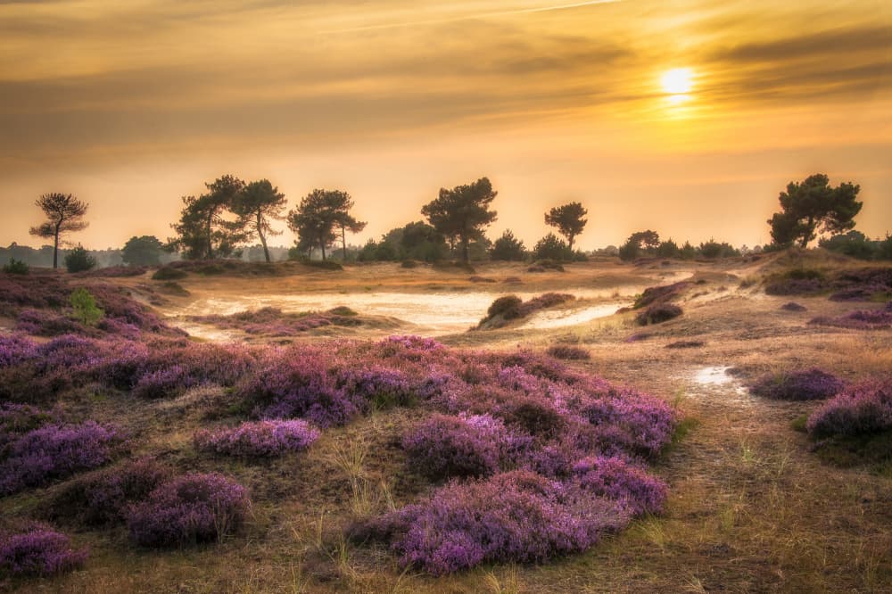 Purple Heather Sunset by Piet Haaksma — canvas wall art