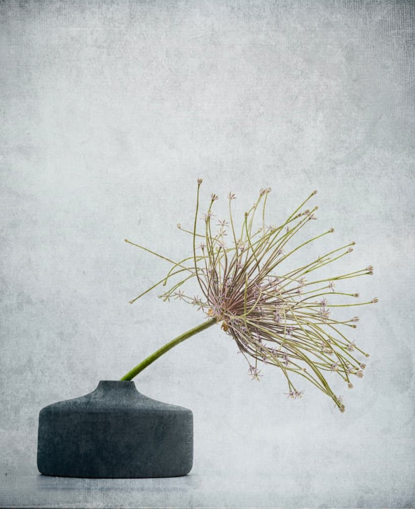 Delicate Botanical Still Life by Saskia Dingemans — canvas wall art