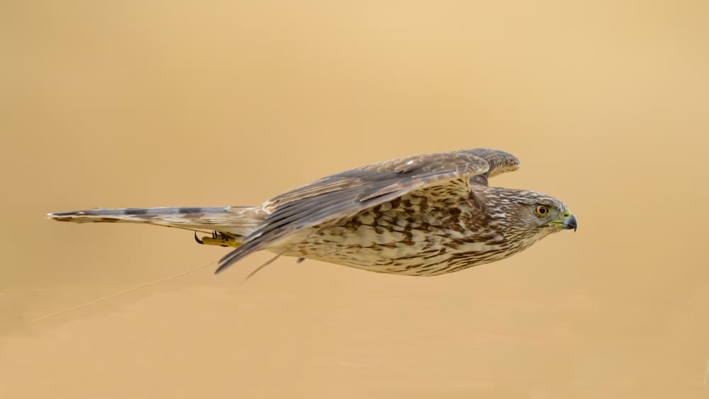 Swift Hunter Hawk by Moses Wang — canvas wall art
