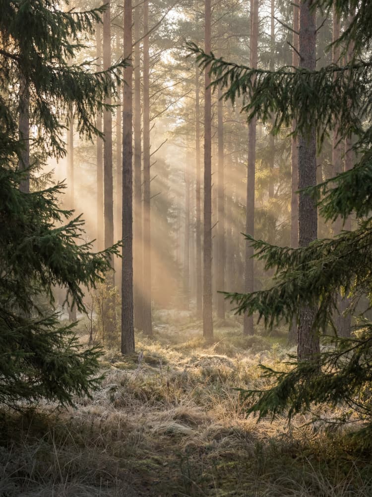 Misty Forest Sunbeams by Andreas Magnusson — canvas wall art