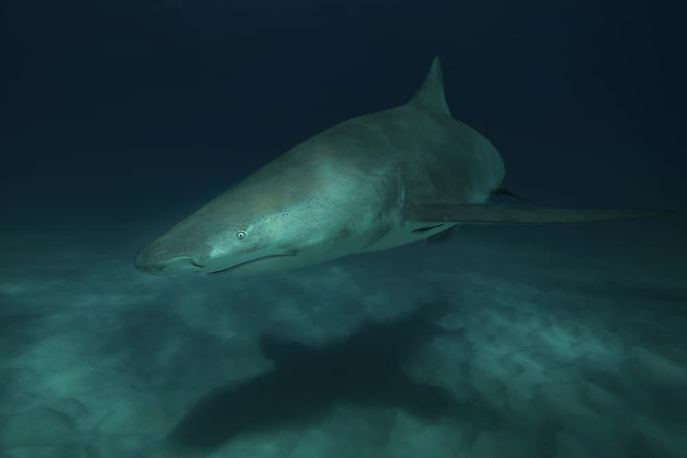 Majestic Deep Sea Shark by Serge Melesan — canvas wall art