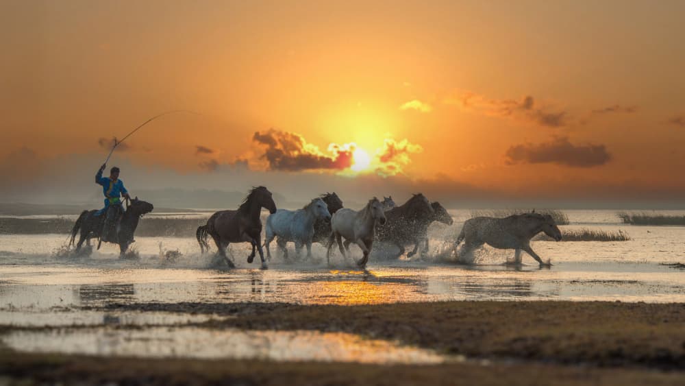 Wild Horses Golden Hour by tianhuayu — canvas wall art