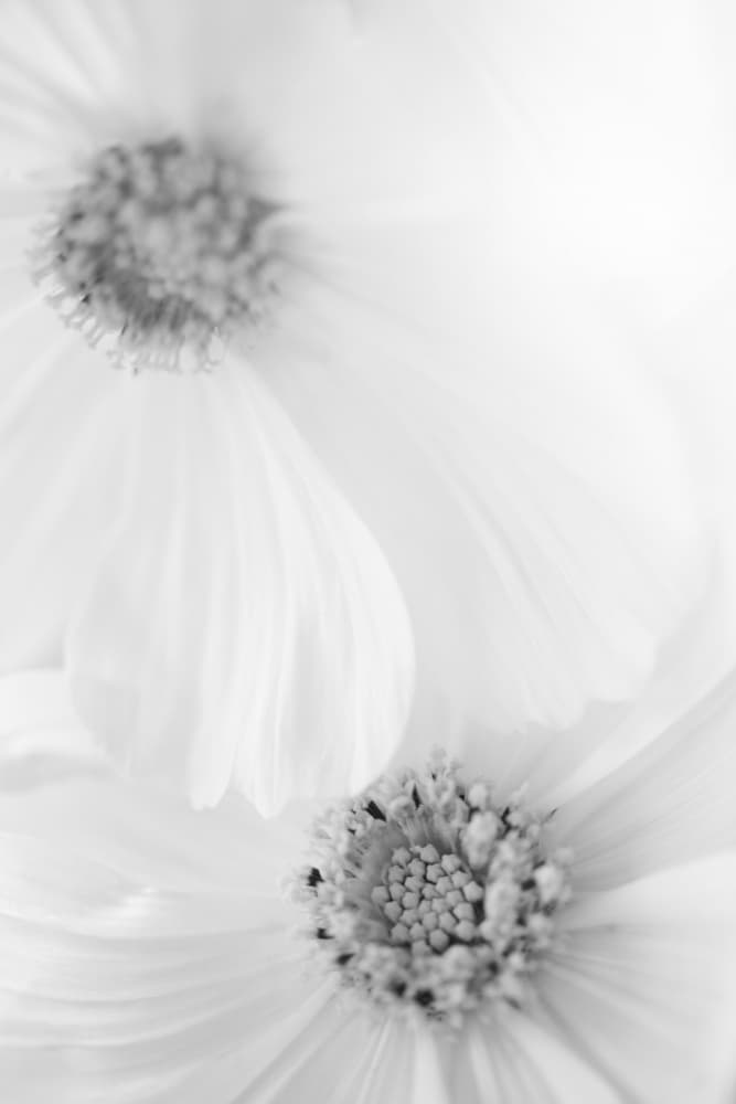 Soft White Blooms by Lynann Colligan — canvas wall art