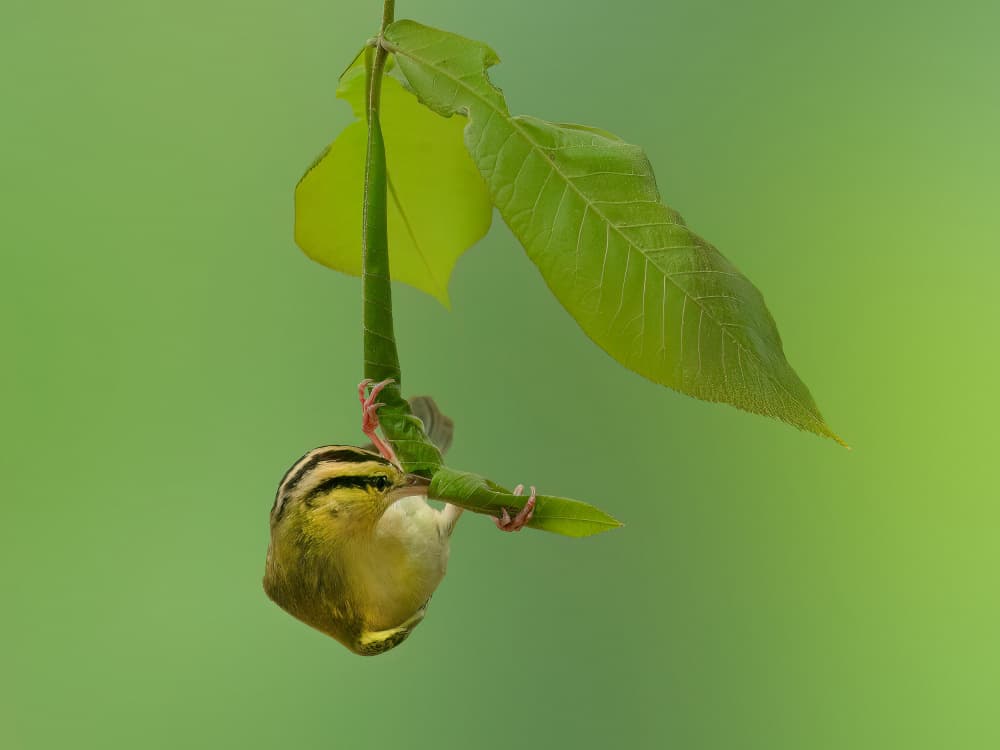 Green Bird Foraging by Robert Zhang — canvas wall art