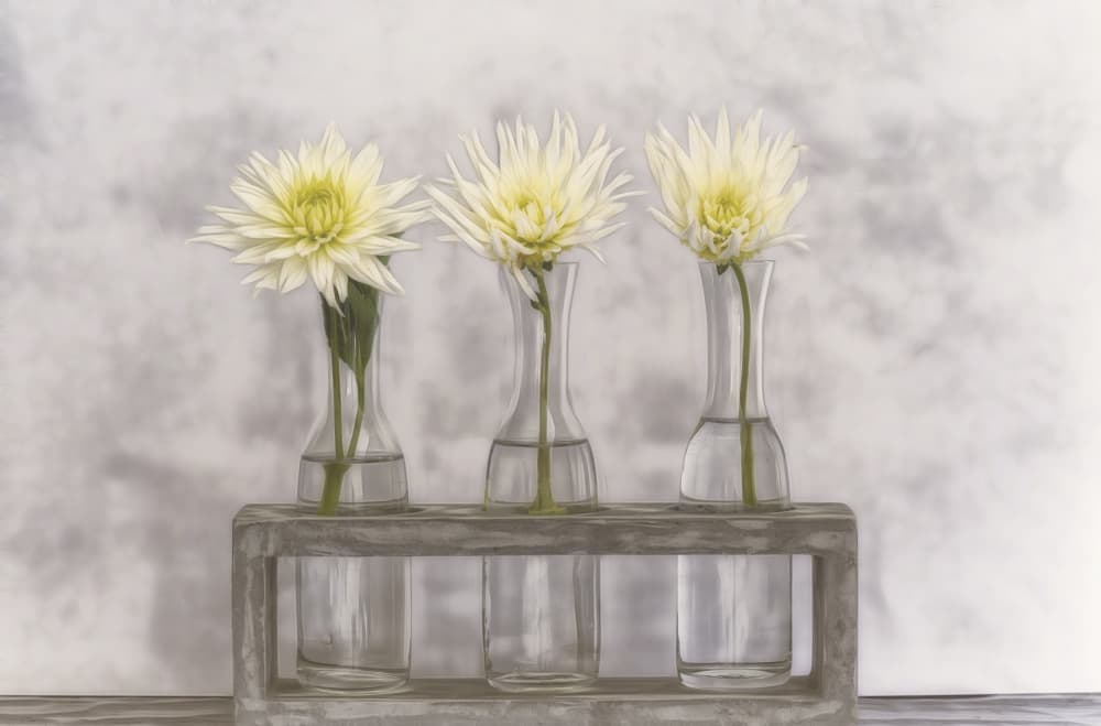 Dahlias In Glass Vases by Marie-anne Stas — canvas wall art