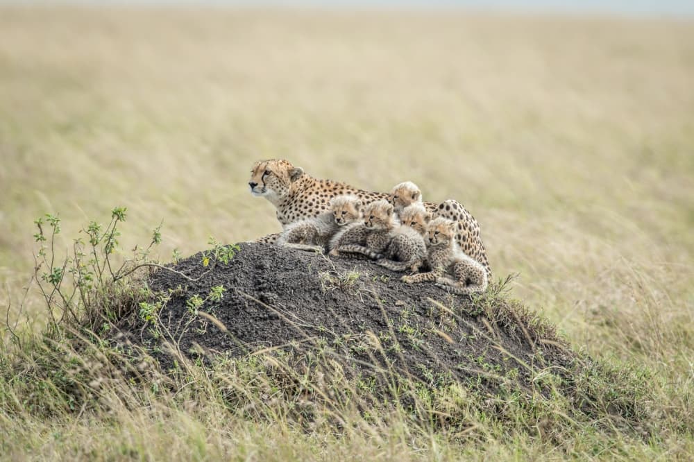 Cheetah Mother and Cubs by Jeffrey C. Sink — canvas wall art