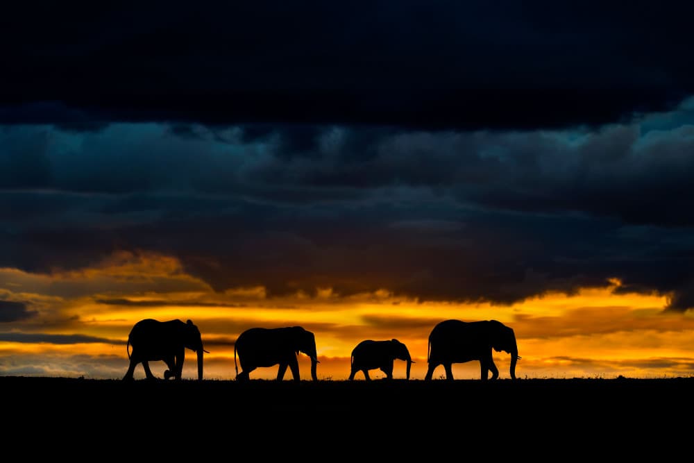 Wild Elephant Sunset Walk by Xavier Ortega — canvas wall art