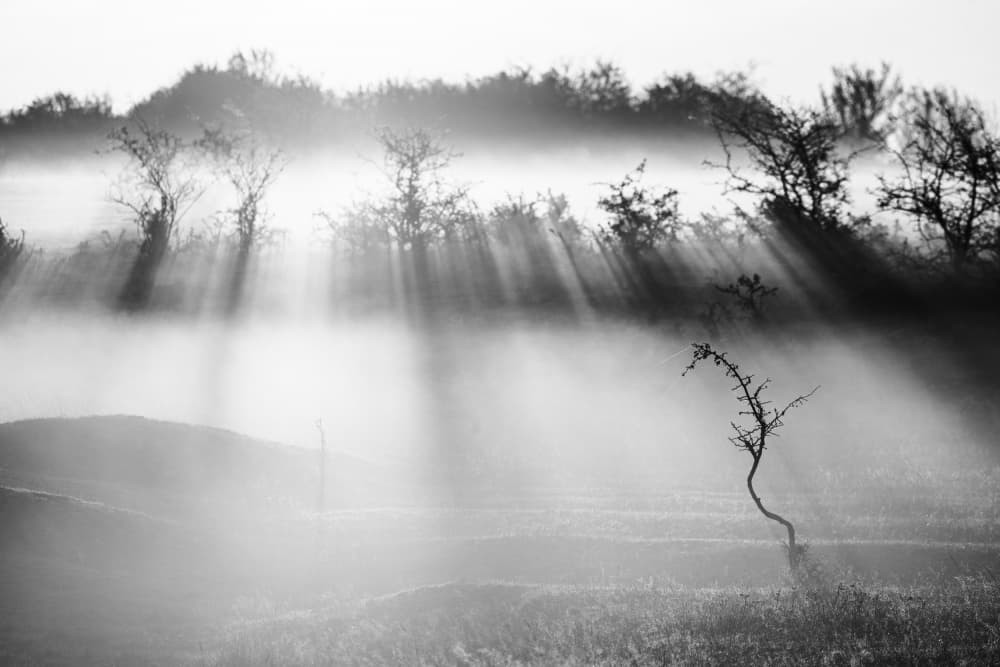 Misty Morning Sun Rays by Ovidiu Satmari — canvas wall art