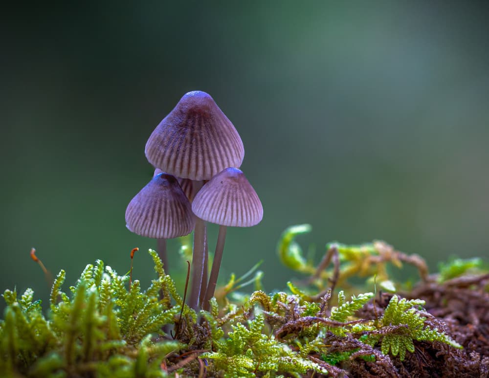 Purple Mushrooms on Moss by Sergio Barboni — canvas wall art
