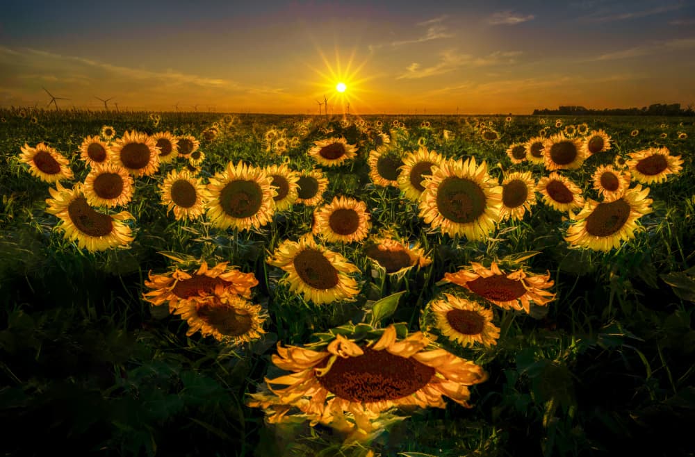 Golden Sunflower Sunset by Yuan Su — canvas wall art
