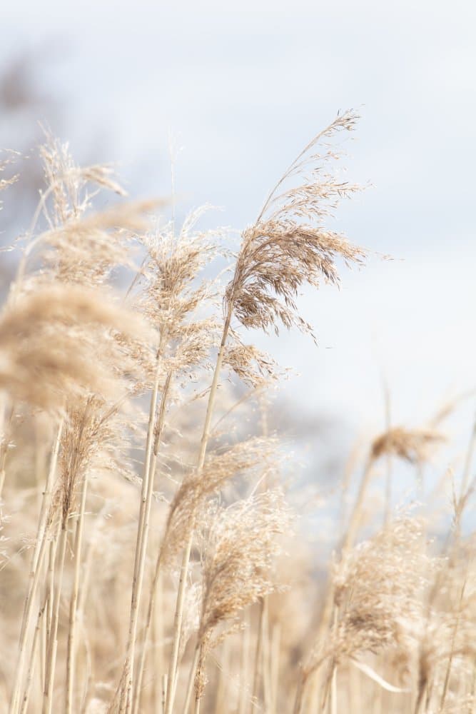 Soft Golden Reeds by Pictufy Studio III — canvas wall art