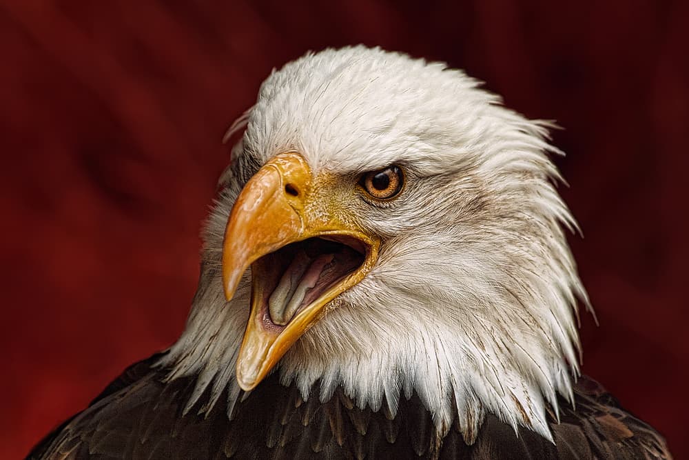 Screaming Bald Eagle by Jimmy Hoffman — canvas wall art