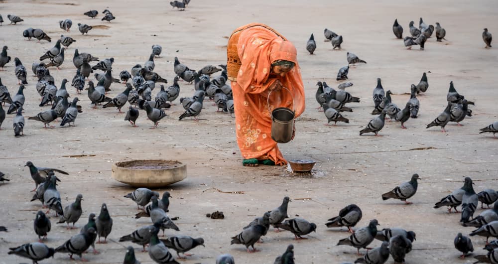 Woman Feeding Pigeons by Jean Vandijck — canvas wall art