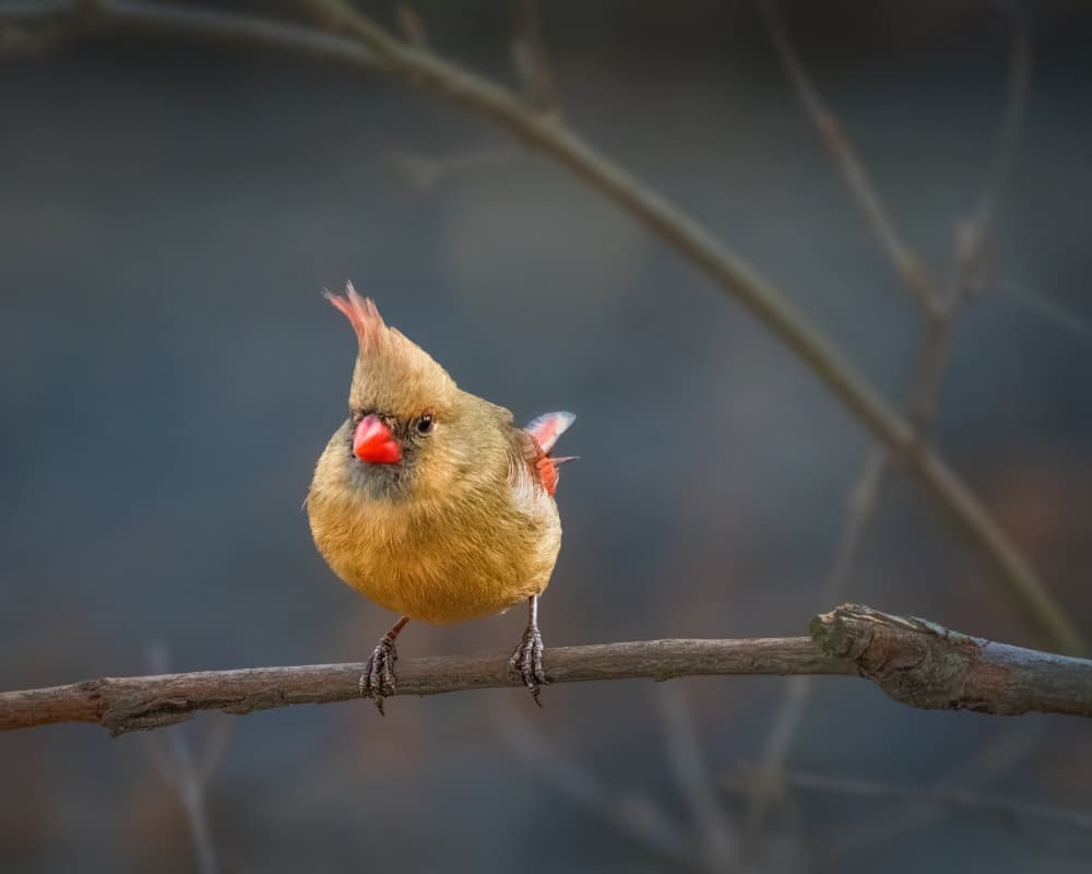 Female Cardinal Perched by Xiao Cai — canvas wall art