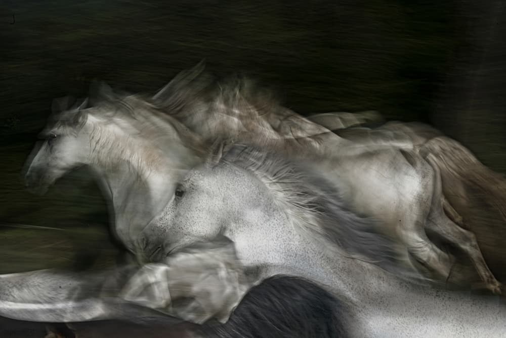Galloping White Horses by Milan Malovrh — canvas wall art