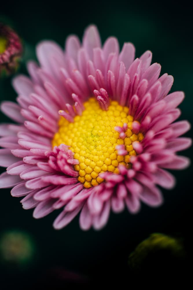 Vibrant Pink Chrysanthemum by Javier Pardina — canvas wall art