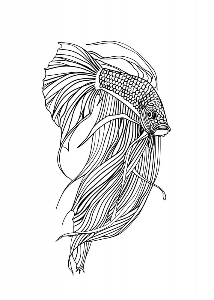 Elegant Betta Fish by Justyna Jaszke — canvas wall art