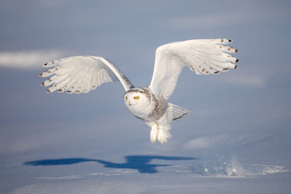 Snowy Owl in Flight by Alessandro Catta — canvas wall art
