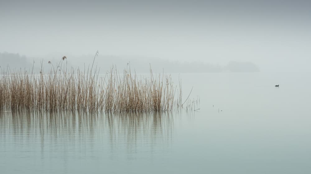 Misty Lake Reeds by Ulrike Eisenmann — canvas wall art