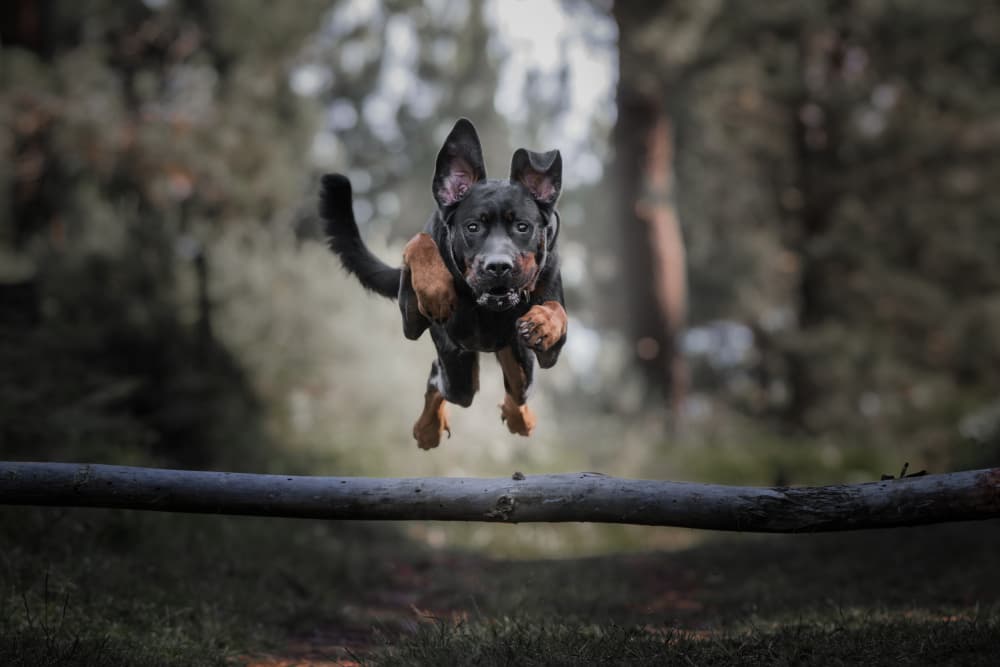Jumping Forest Dog by Alfonso maseda varela — canvas wall art